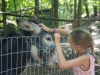 Petting zoo at Story Land