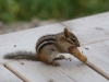 chipmunk
